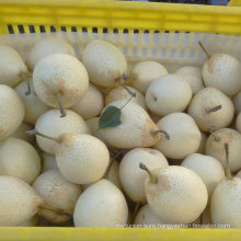 Chinese Fresh Ya Pear From Golden Supplier